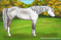 Horse Color:Gray Brown 