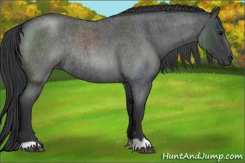 Horse Color:Blue Roan Rabicano