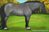 Horse Color:Blue Roan Rabicano 