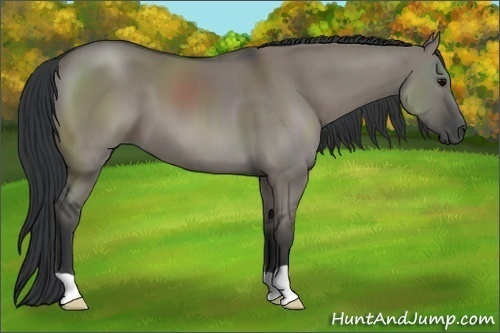 Horse Color:Grullo 