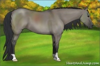 Horse Color:Grullo