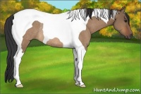 Horse Color:Bay Dun Tobiano Rabicano 