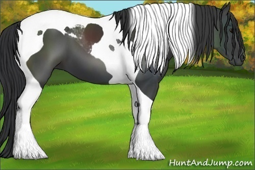 Horse Color:Black Tobiano 