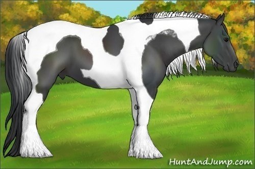 Horse Color:Black Tobiano 
