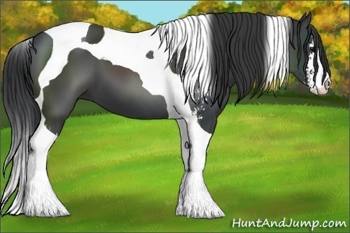 Horse Color:Black Sabino Tobiano