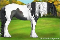 Horse Color:Black Tobiano