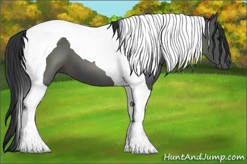 Horse Color:Black Tobiano 