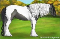 Horse Color:Black Tobiano