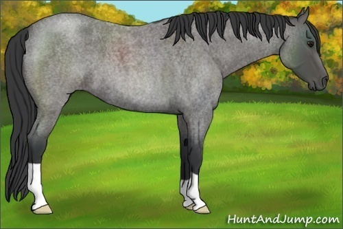 Horse Color:Blue Roan 