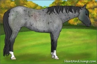 Horse Color:Blue Roan