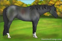 Horse Color:Blue Roan 