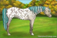 Horse Color:Painted Gold Cream Champagne Ice Roan Dun Appaloosa Rabicano 