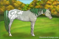 Horse Color:Painted Classic Champagne Ice Roan Dun Appaloosa Rabicano 