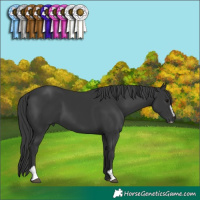 Horse Color:Black Sabino
