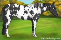 Horse Color:White Spotted Black