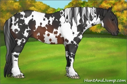 Horse Color:White Spotted Brown