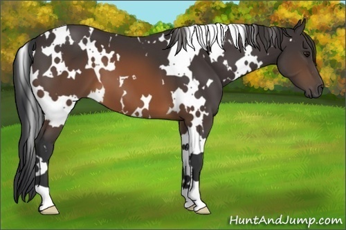 Horse Color:White Spotted Brown 