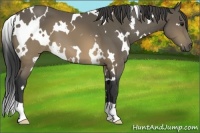 Horse Color:White Spotted Buckskin