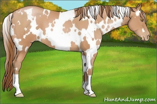 Horse Color:White Spotted Bay Pearl