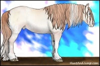 Horse Color:White Spotted Buckskin Pearl Onyx Varnish 