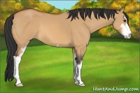 Horse Color:Bay Dun Sabino
