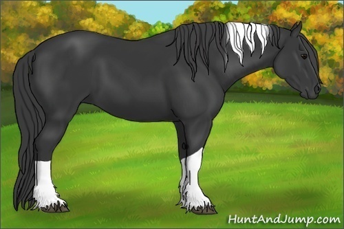 Horse Color:Black Tobiano