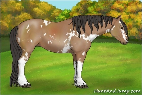 Horse Color:White Spotted Buckskin 