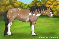 Horse Color:White Spotted Buckskin