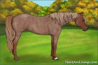 Horse Color:Red Roan 