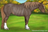 Horse Color:Liver Red Roan Rabicano