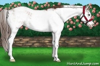 Horse Color:Liver Chestnut Sabino Rabicano 