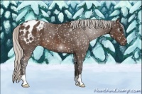 Horse Color:Silver Brown Appaloosa 