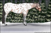 Horse Color:Brown Ice Near Leopard 