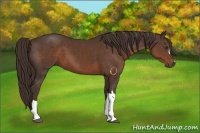Horse Color:Liver Chestnut 
