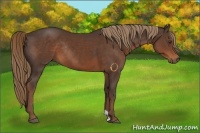 Horse Color:Liver Chestnut Rabicano
