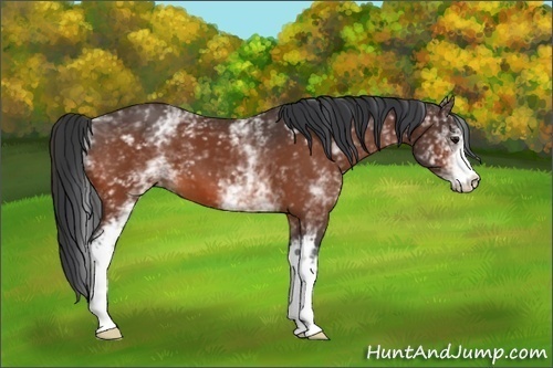 Horse Color:White Spotted Bay 