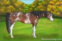 Horse Color:White Spotted Bay 