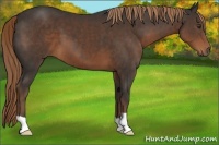 Horse Color:Liver Chestnut 