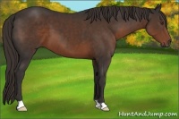Horse Color:Liver Chestnut 
