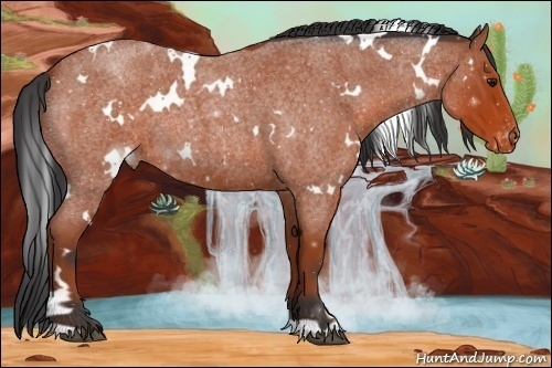 Horse Color:White Spotted Brown Roan Appaloosa 