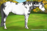 Horse Color:White Spotted Black Sabino Frame