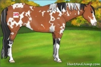 Horse Color:White Spotted Bay Sabino