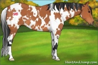Horse Color:White Spotted Bay 