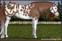Horse Color:Chestnut Splash Appaloosa 