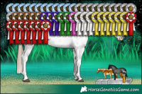 Horse Color:Grullo Pearl Sabino