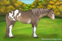 Horse Color:White Spotted Chocolate Palomino Appaloosa 