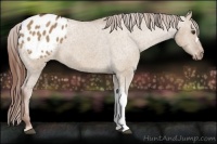 Horse Color:Red Dun Appaloosa 