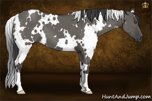 Horse Color:White Spotted Grullo 