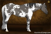 Horse Color:White Spotted Grullo 