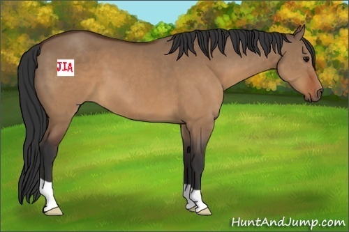 Horse Color:Brown Dun